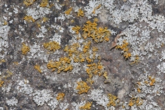 Teloschistes velifer