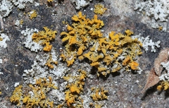 Teloschistes velifer