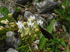 Asclepias nivea