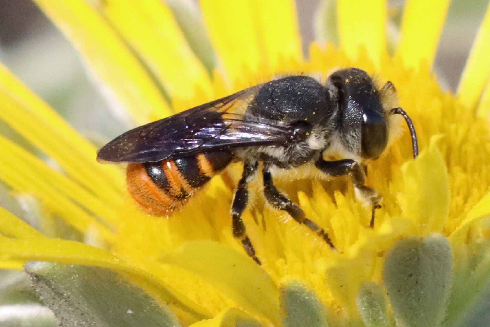 Megachile otomita