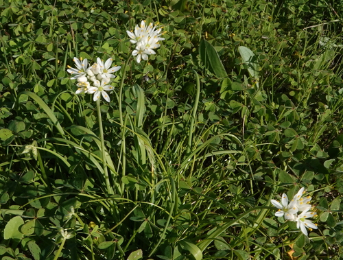 Allium subvillosum Salzm. ex Schult. & Schult.f.