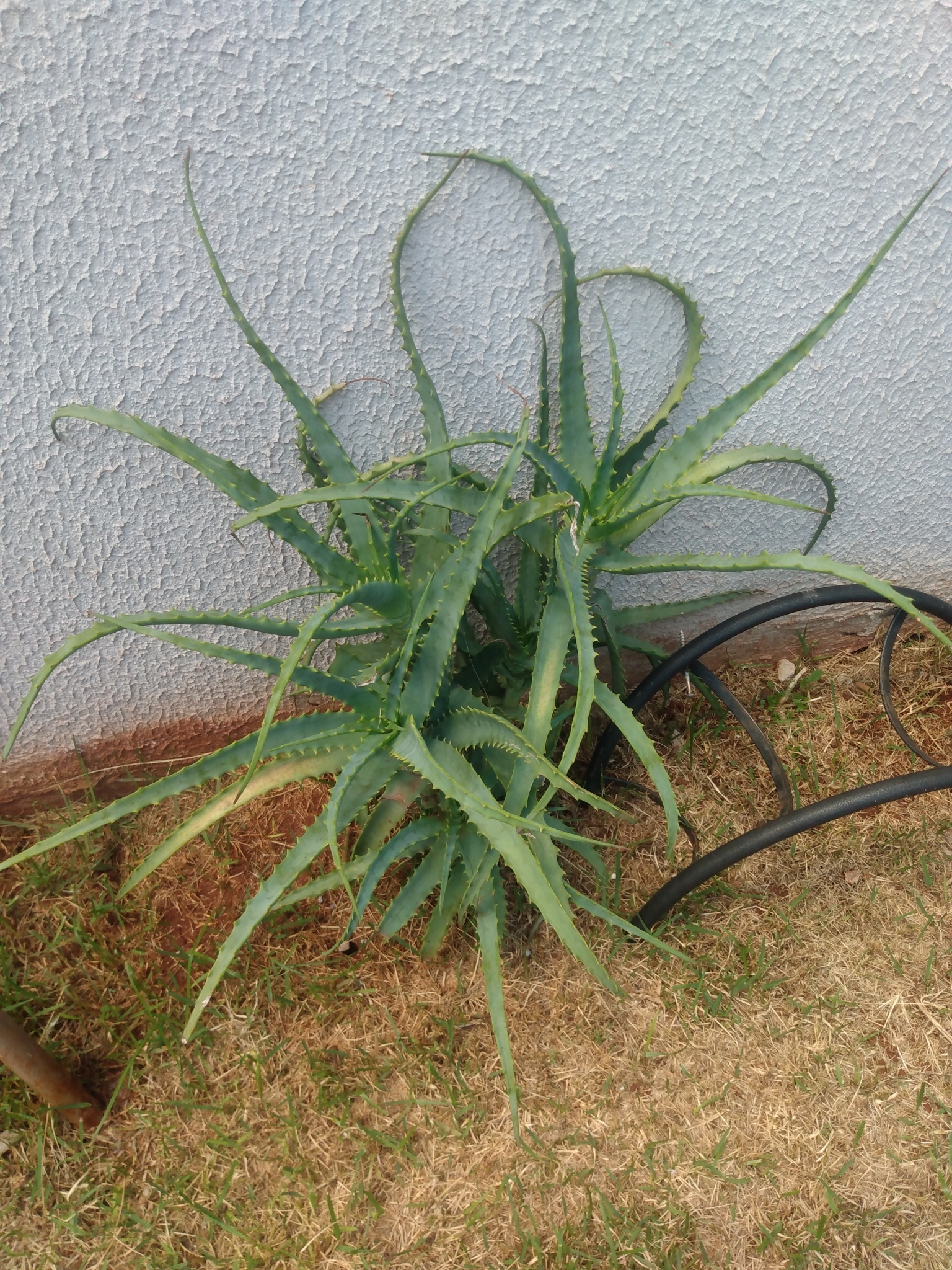 Aloe arborescens