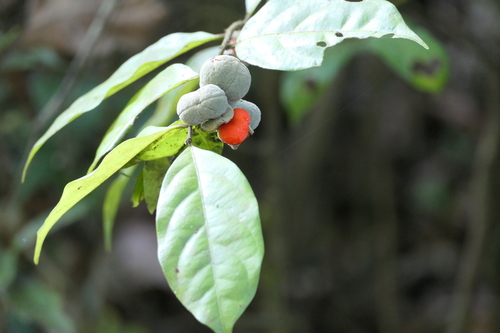 Dichapetalum gelonioides (Dichapetalum gelonioides)