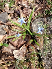 Amsonia tabernaemontana