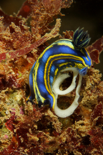 Two Lined Dorid