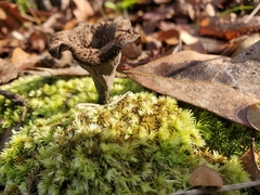 Craterellus fallax image