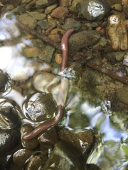 Limnodrilus hoffmeisteri