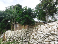 Cnidoscolus aconitifolius