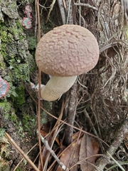 Boletellus ananas image