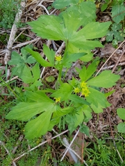 Ranunculus recurvatus