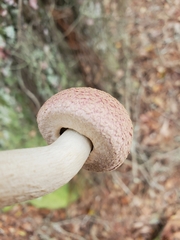 Boletellus ananas image