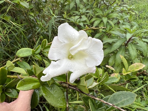vega blanca (Brunfelsia lactea)