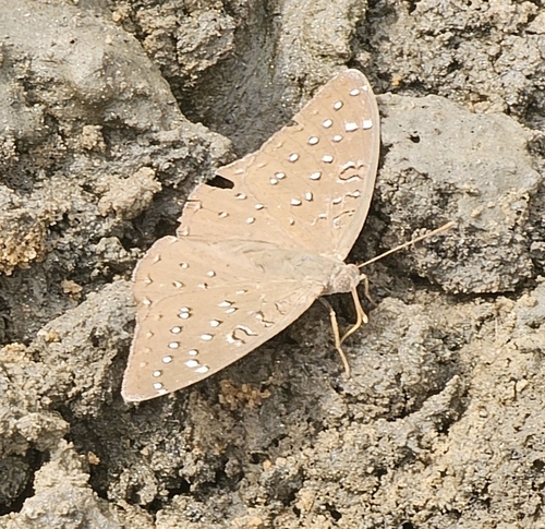 Guineafowl Butterfly