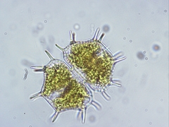 Xanthidium cristatum