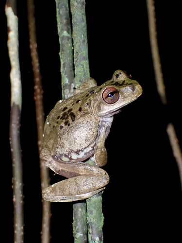 Ceiba Stream Frog, Atlantihyla spinipollex