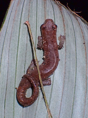Nymph Salamander, Bolitoglossa nympha