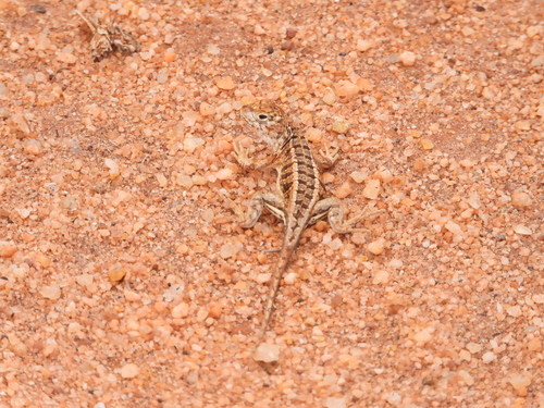 Steinkamp’s Madagascar iguana, Chalarodon steinkampi