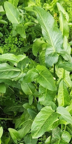 Image of Arum hygrophilum by (c) Hila Taylor, some rights reserved (CC BY)