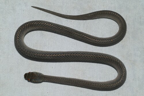 Werner's Water Snake