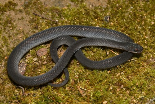 Werner's Water Snake
