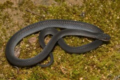 Tornier's Cat Snake photo 2