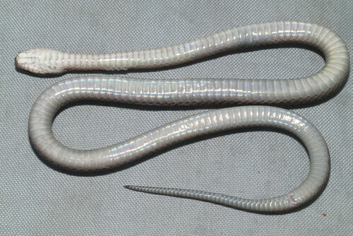 Werner's Water Snake