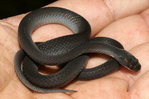 Werner's Water Snake