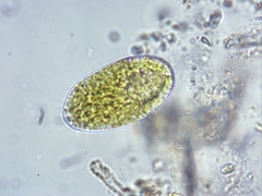 Vacuolariaceae