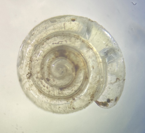 Milky Crystal-snail, Russell St, Berkeley, CA, US, photo 6 of 10