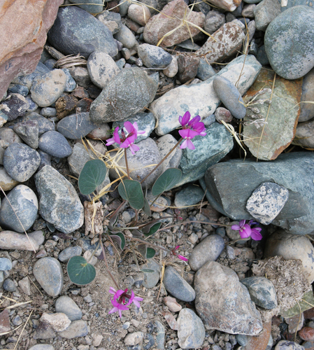 Gueldenstaedtia monophylla, photograph 6