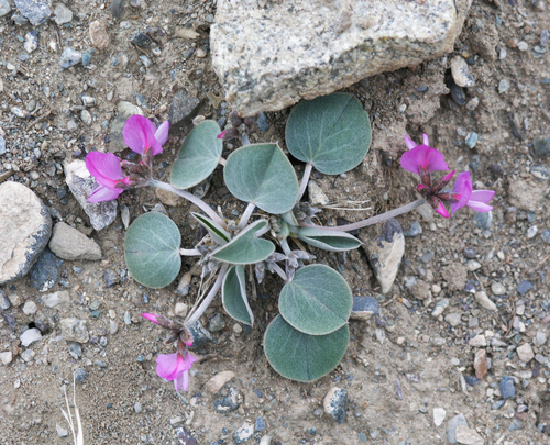 Gueldenstaedtia monophylla, photograph 5