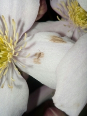 Entomobrya intermedia