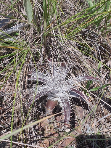 Dyckia marnier-lapostollei, photograph 4