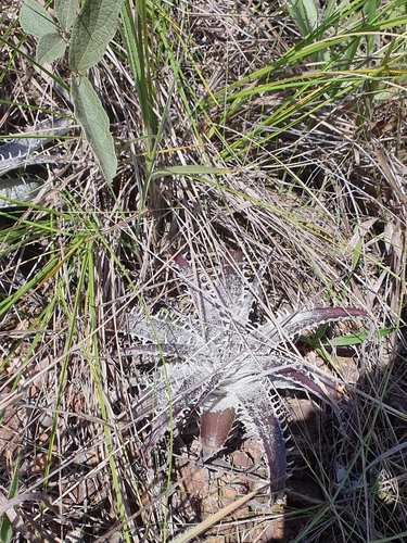 Dyckia marnier-lapostollei, photograph 5