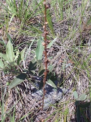 Dyckia marnier-lapostollei, photograph (c) João Arthur Rabello, some rights reserved (CC BY)