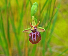 Ophrys mammosa
