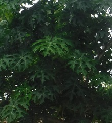 Cnidoscolus aconitifolius