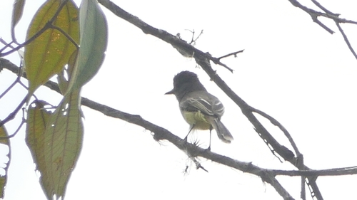 Pale-edged Flycatcher (Myiarchus cephalotes), photo 9