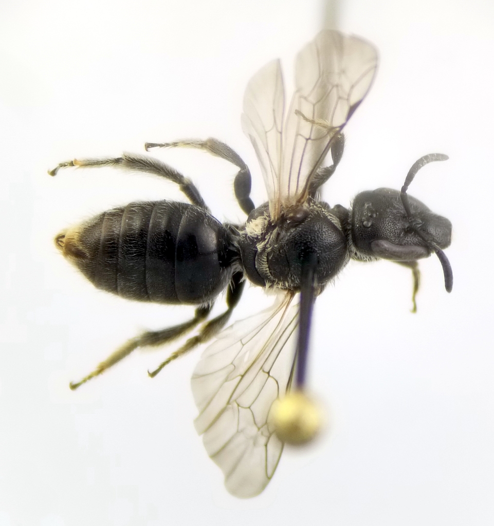 Lasioglossum clypeare
