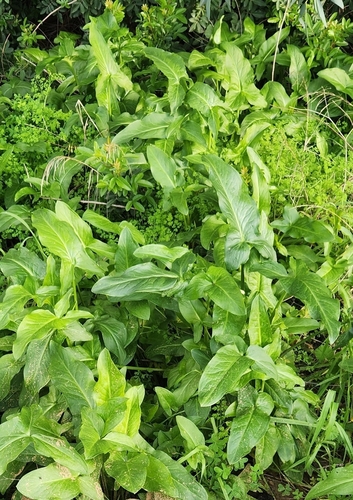 Image of Arum hygrophilum by (c) Hila Taylor, some rights reserved (CC BY)