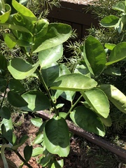 Citrus × latifolia