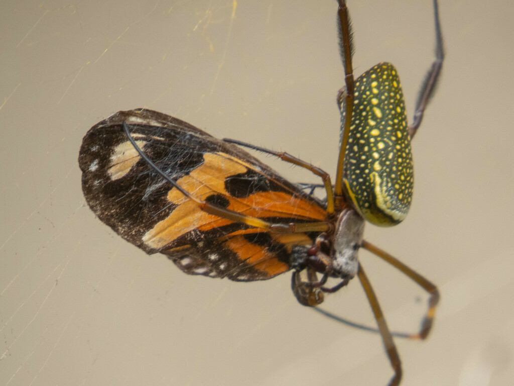 Banana Orbweaver