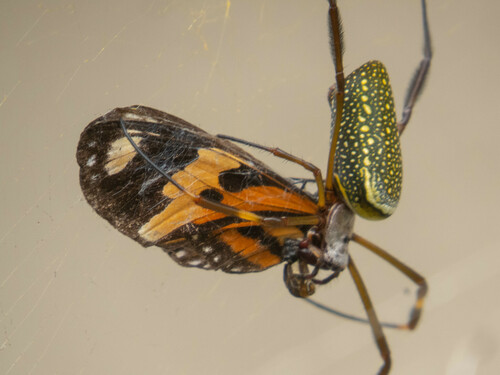 Banana Orbweaver