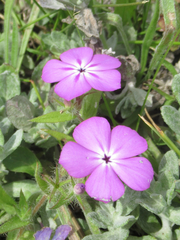 Phlox glabriflora
