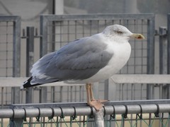 Larus argentatus argentatus