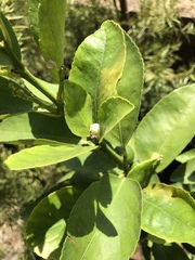 Citrus × latifolia