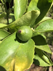 Citrus × latifolia