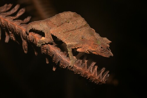 Moyer’s pygmy chameleon, Rhampholeon moyeri