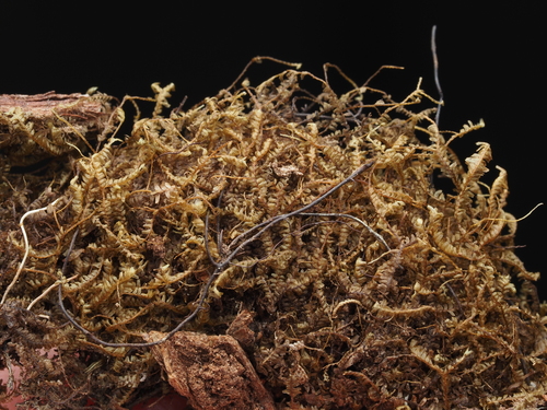 Bazzania roraimensis
