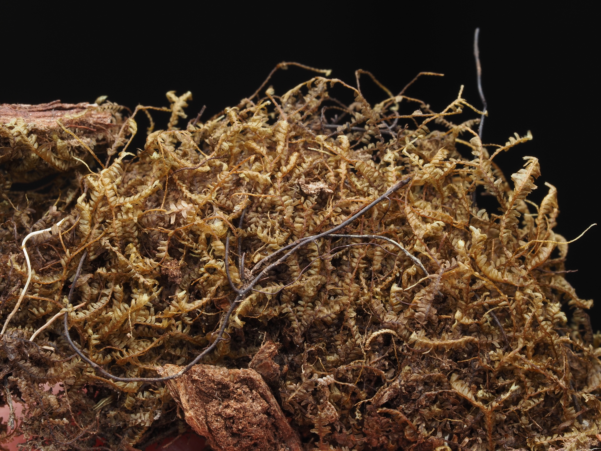 Bazzania roraimensis
